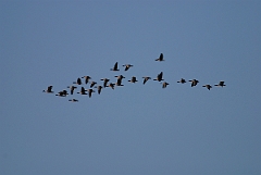 David Plant Photography - Wildlife Photographer - Pink-footed geese flock - C